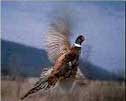 ring-necked pheasant,