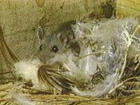 Deer Mouse in nest