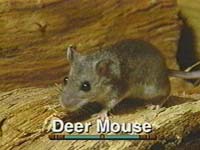 Deer Mouse