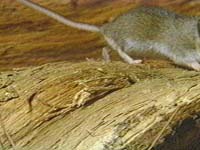 Deer Mouse