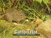 Cotton Rat