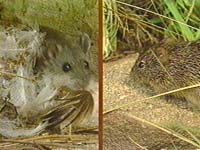 Deer mouse and cotton rat