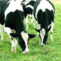 Holstein dairy cows grazing forage