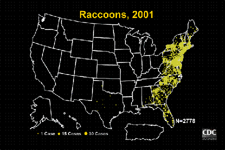 US map showing districution of rabies cases in raccoons, 2001