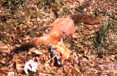 fox with rabies