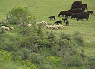 Mult-species grazing by sheep alongside cattle to control leafy spurge.