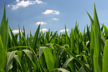 cornfield, blue sky