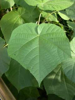 Dombeya x cayeuxii, leaf