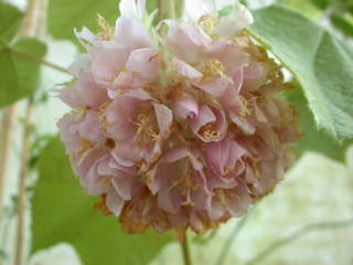 Dombeya x cayeuxii, inflorescence