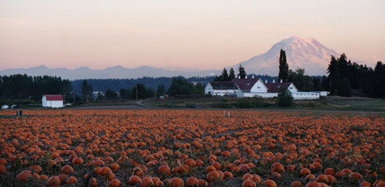 Looking over WSU Farmland