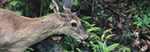 white-tailed deer