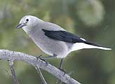 A Clark's Nutcracker 