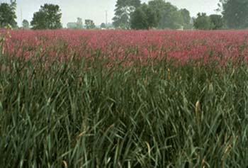 Field of Purple Loosestrife