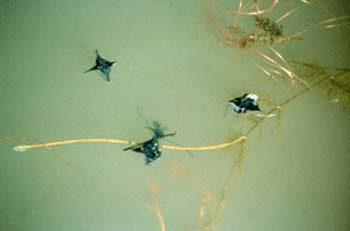 Branching Water Chestnut