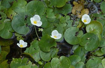 Frogbit