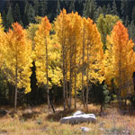 Aspens in fall.