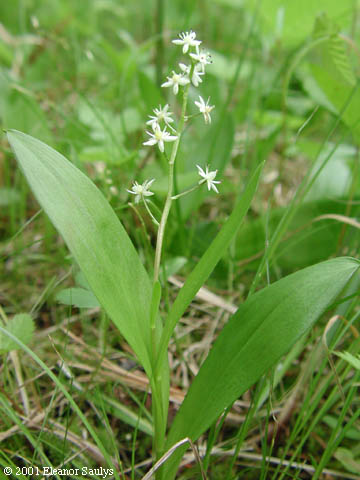 Maianthemum trifolium