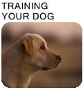 Training your hunting dog.