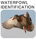 Waterfowl Identification Gallery