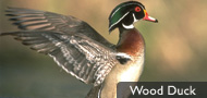 DU Waterfowl ID Gallery