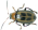 Bean leaf beetle