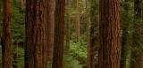 California coastal redwoods, the tallest tree on planet Earth.