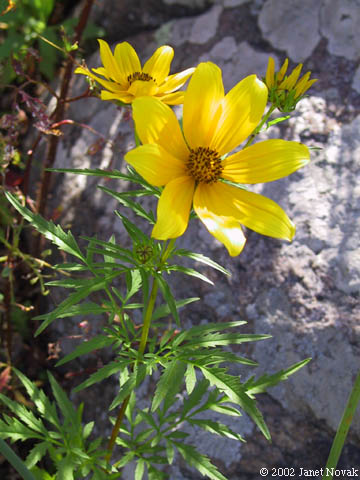 Bidens aristosa