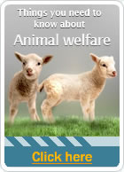 Things you need to know about: Animal Welfare