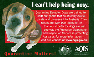 I can't help being so nosy, quarantine detector dog promo