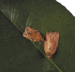 Light Brown Apple Moth