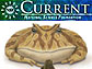 NSF Current, March 2008 Edition