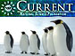 NSF Current, April 2008 Edition