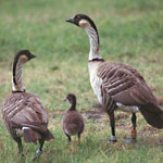 Nene family. Mother, gosling, and father. NPS photo by Kathleen Misajon