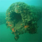 The muzzle of a 14-inch gun is overgrown with thick layers of red and white sponges.