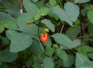 Jewelweed flower picture