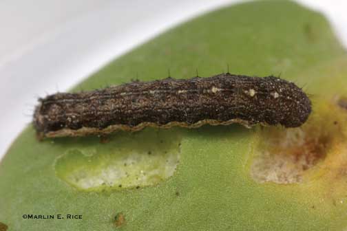 Variegated cutworm