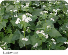 buckwheat