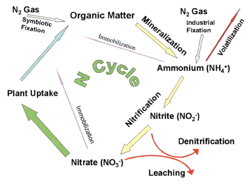 Simplified soil nitrogen cycle