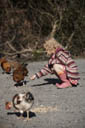 Child feeding chickens