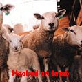 Hooked on lamb