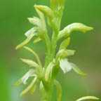 early coralroot