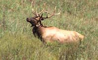 Link to Late Season Elk Lottery Results