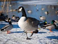 barnacle goose