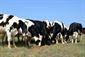 holstein cows grazing on pasture