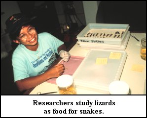 Photograph with caption 'Researchers study lizards as food for snakes'. USGS photo by T. H. Fritts.