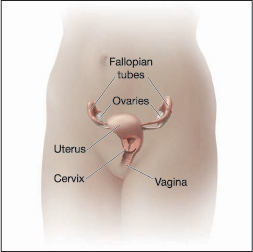 Woman's reproductive organs