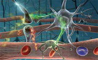 An artist's rendering of how chemicals change and move among cells in the brain. Kim Hager