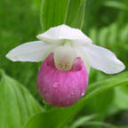 showy lady's-slipper