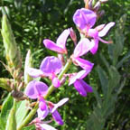 showy tick-trefoil