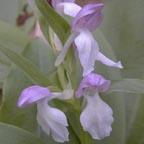 showy orchis